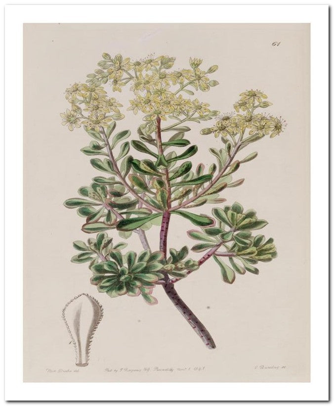 Edward's Botanical Register 8x10 Botanical Art Print 03062500384