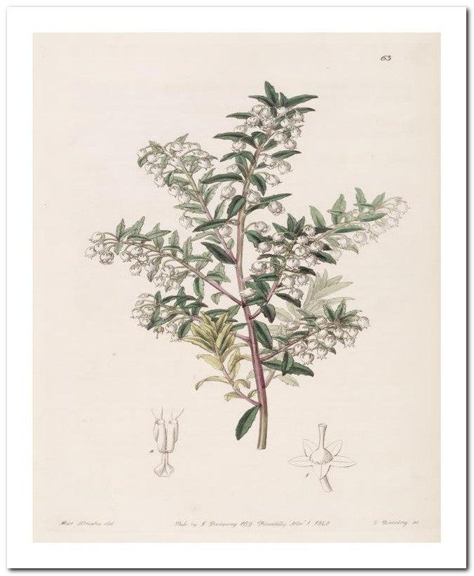 Edward's Botanical Register 8x10 Botanical Art Print 03062500385