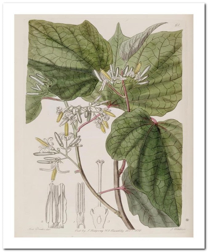 Edward's Botanical Register 8x10 Botanical Art Print 03062500387