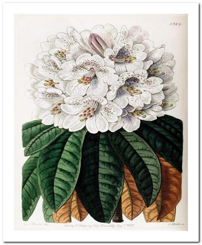 Edward's Botanical Register 8x10 Botanical Art Print 03062500388