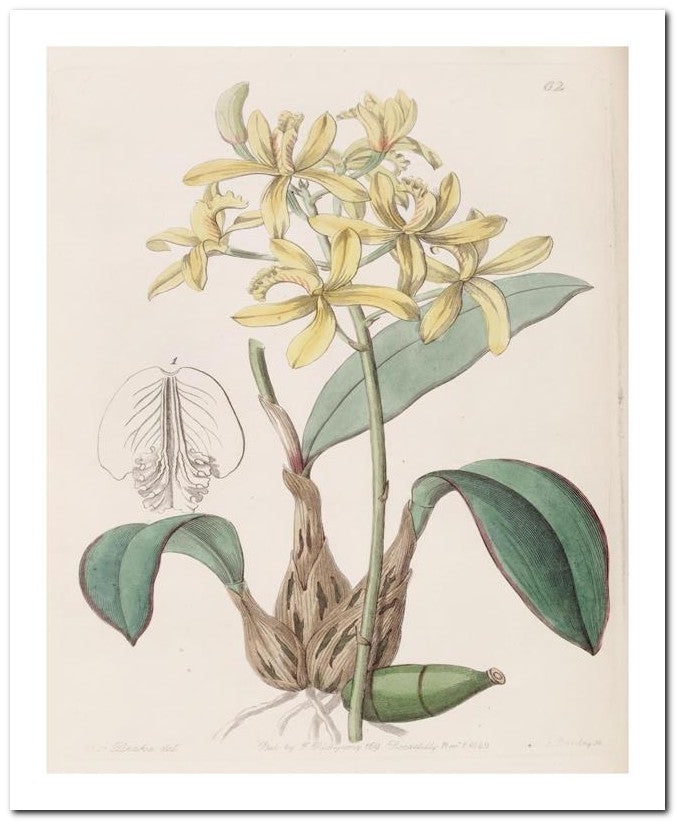 Edward's Botanical Register 8x10 Botanical Art Print 03062500398