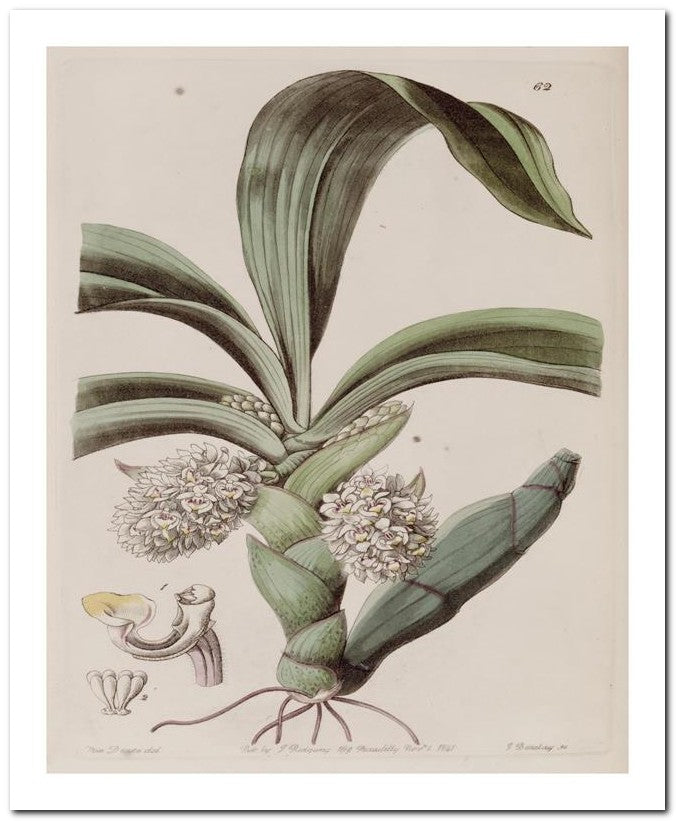 Edward's Botanical Register 8x10 Botanical Art Print 03062500399