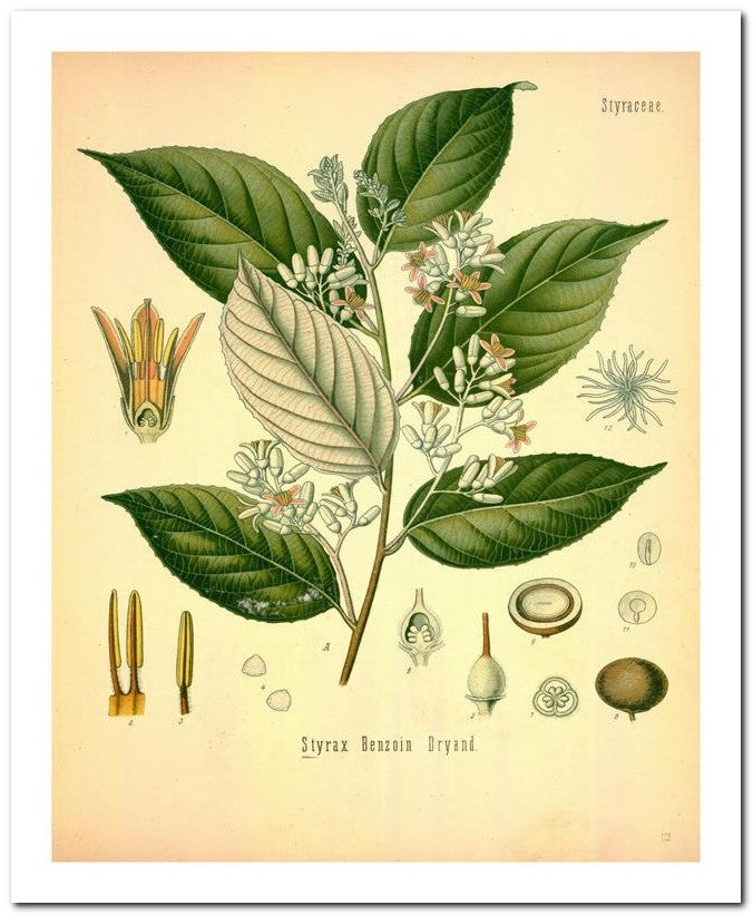 The Flora Homoeopathica 8x10 Botanical Art Print 03062500407