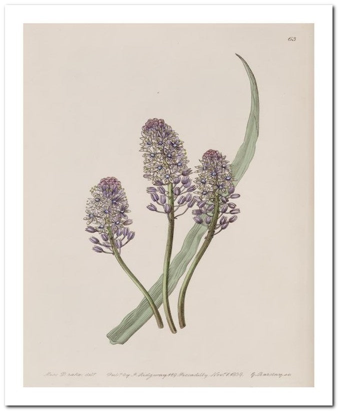 Edward's Botanical Register 8x10 Botanical Art Print 03062500431