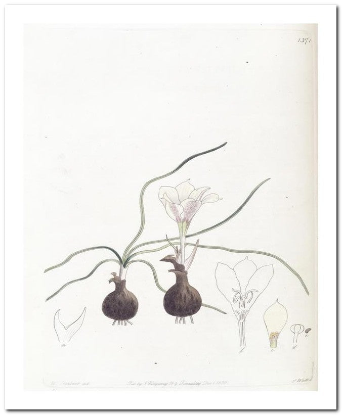 Edward's Botanical Register 8x10 Botanical Art Print 03062500450