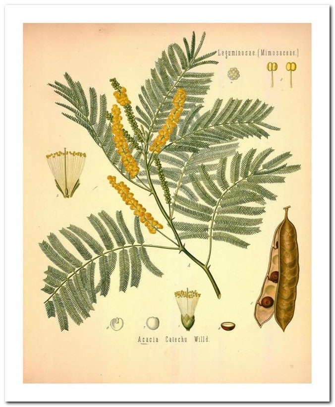 The Flora Homoeopathica 8x10 Botanical Art Print 03062500452