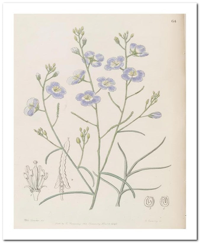 Edward's Botanical Register 8x10 Botanical Art Print 03062500455