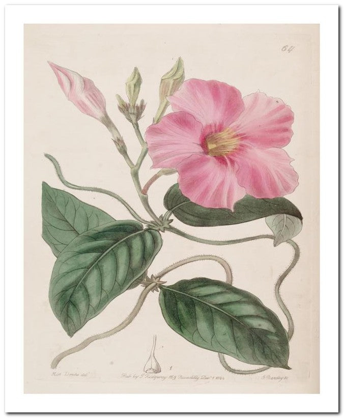Edward's Botanical Register 8x10 Botanical Art Print 03062500456