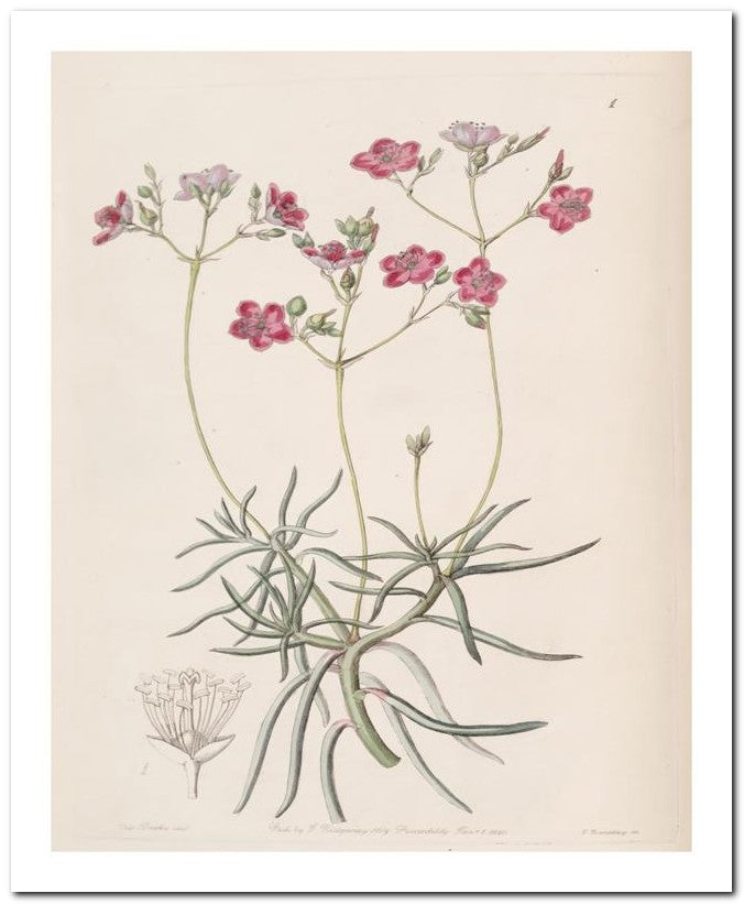 Edward's Botanical Register 8x10 Botanical Art Print 03062500471