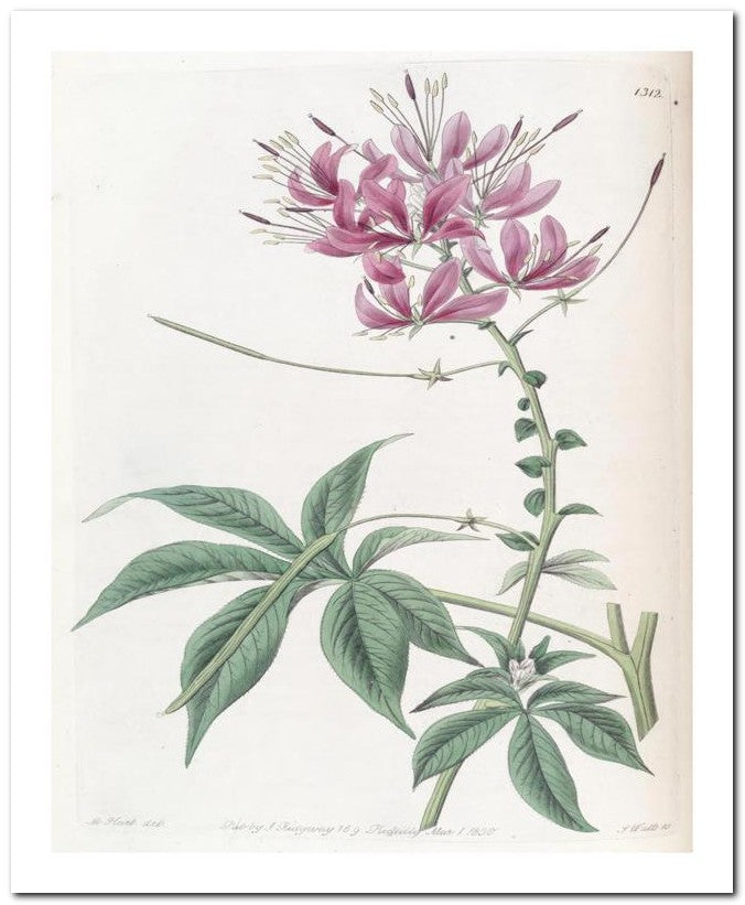 Edward's Botanical Register 8x10 Botanical Art Print 03062500480
