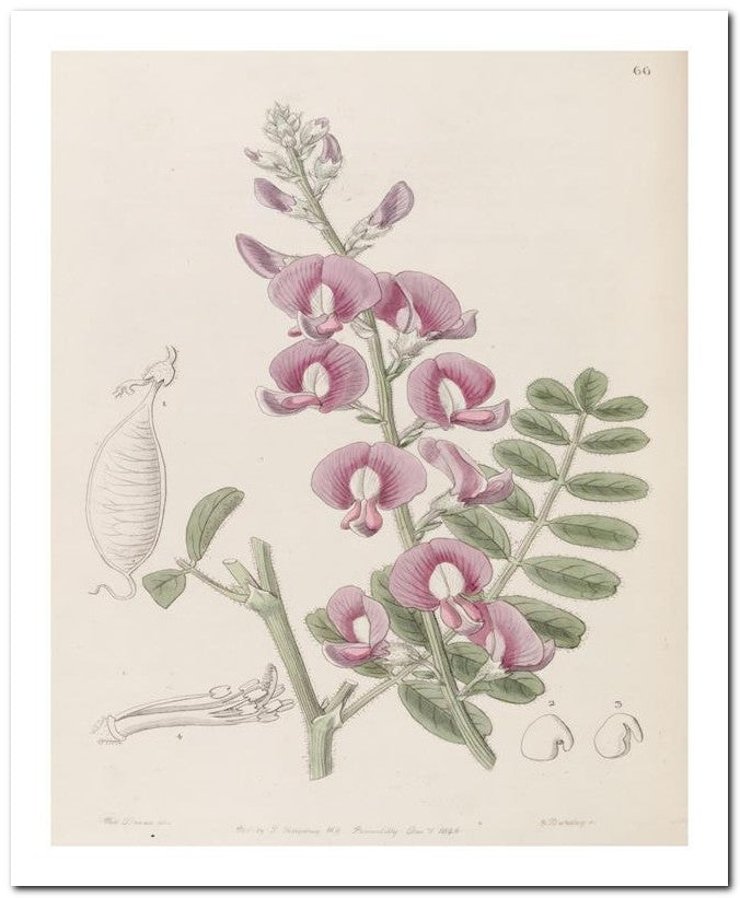 Edward's Botanical Register 8x10 Botanical Art Print 03062500484