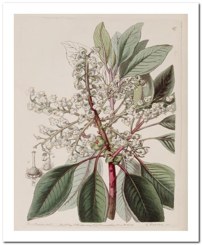 Edward's Botanical Register 8x10 Botanical Art Print 03062500490