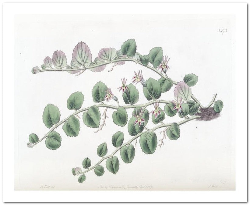 Edward's Botanical Register 8x10 Botanical Art Print 03062500493