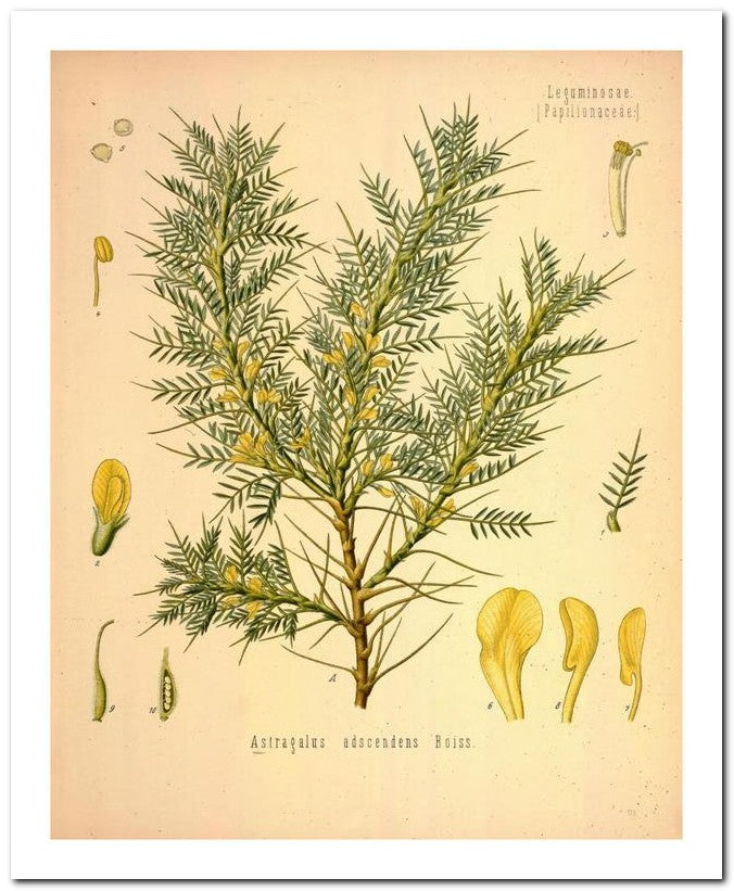 Edward's Botanical Register 8x10 Botanical Art Print 03062500494