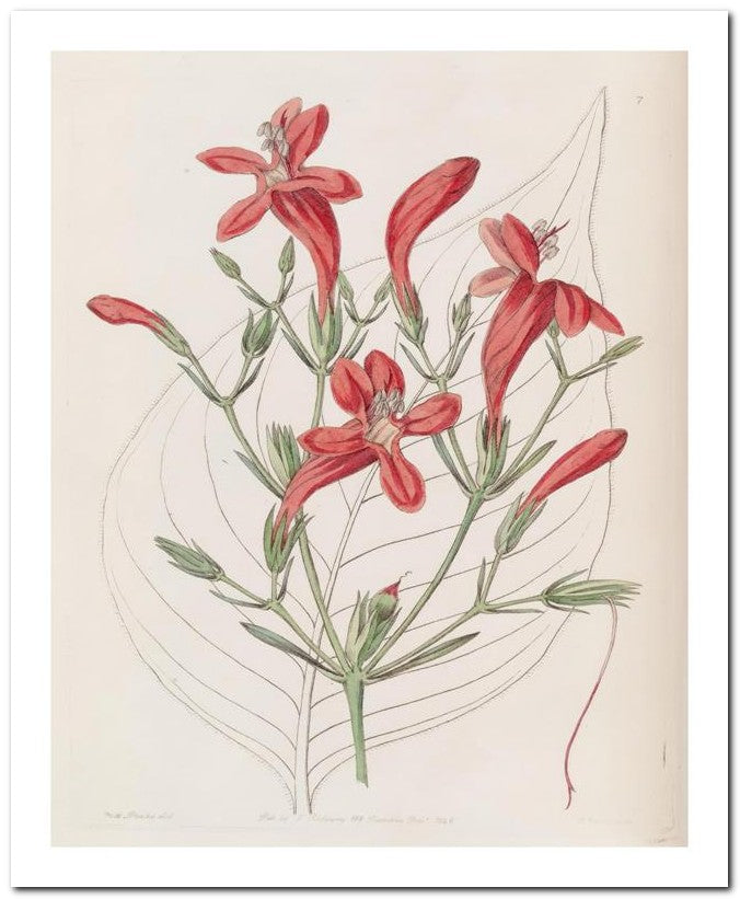Edward's Botanical Register 8x10 Botanical Art Print 03062500497