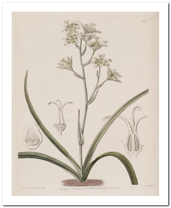 Edward's Botanical Register 8x10 Botanical Art Print 03062500502