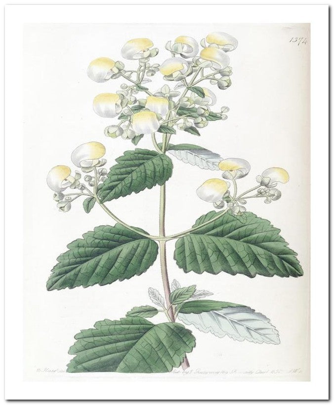 Edward's Botanical Register 8x10 Botanical Art Print 03062500507