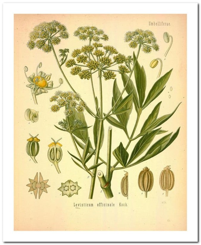 Edward's Botanical Register 8x10 Botanical Art Print 03062500508