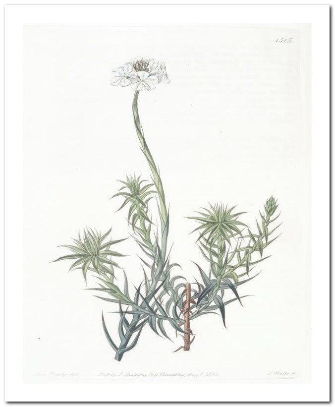 Edward's Botanical Register 8x10 Botanical Art Print 03062500535