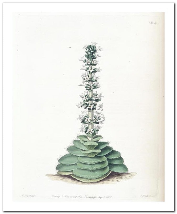 Edward's Botanical Register 8x10 Botanical Art Print 03062500536