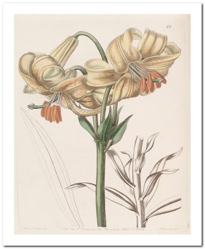 Edward's Botanical Register 8x10 Botanical Art Print 03062500542