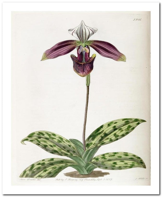 Edward's Botanical Register 8x10 Botanical Art Print 03062500548