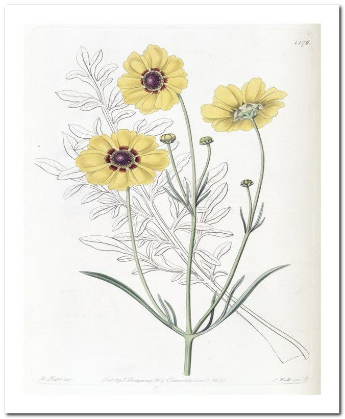 Edward's Botanical Register 8x10 Botanical Art Print 03062500550