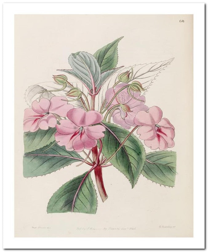Edward's Botanical Register 8x10 Botanical Art Print 03062500554