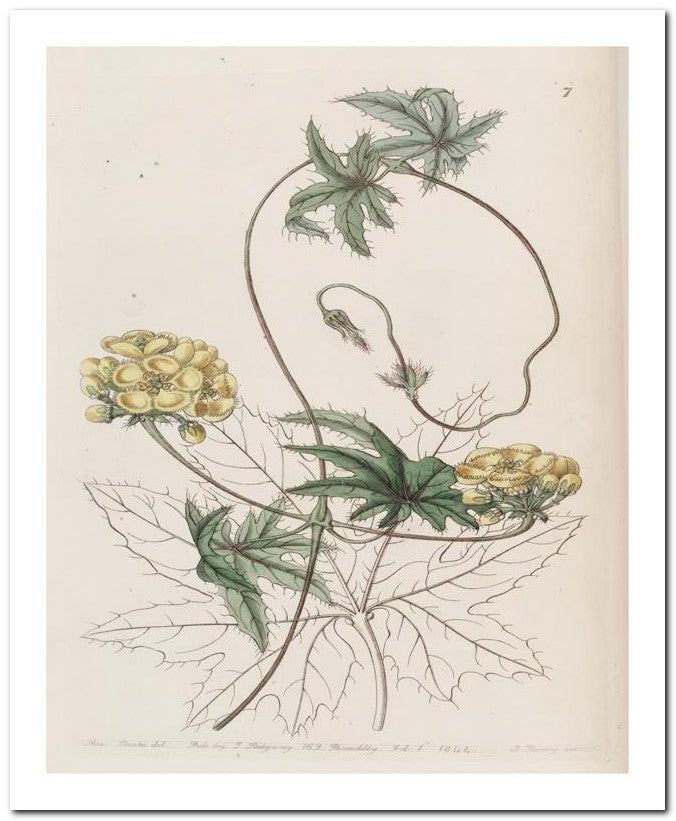 Edward's Botanical Register 8x10 Botanical Art Print 03062500555