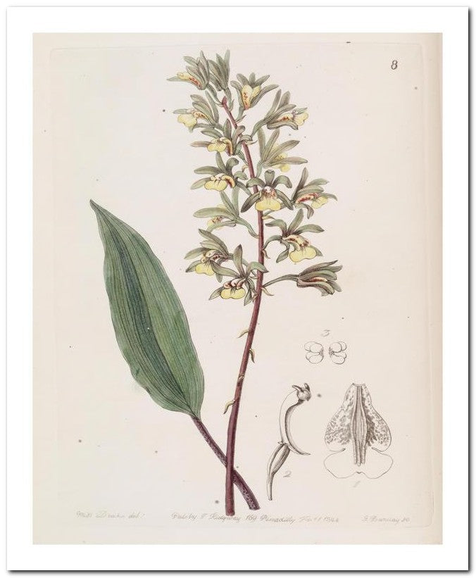 Edward's Botanical Register 8x10 Botanical Art Print 03062500569
