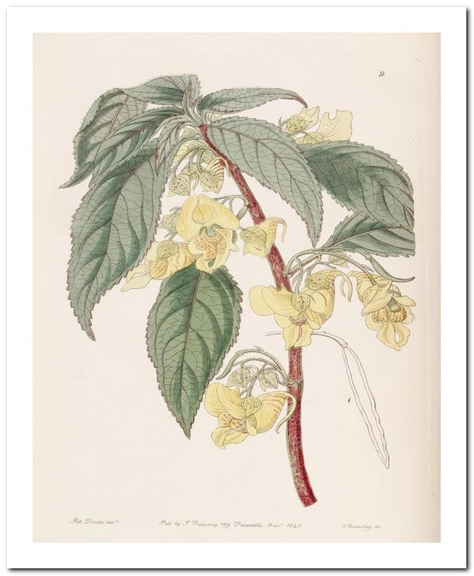 Edward's Botanical Register 8x10 Botanical Art Print 03062500573