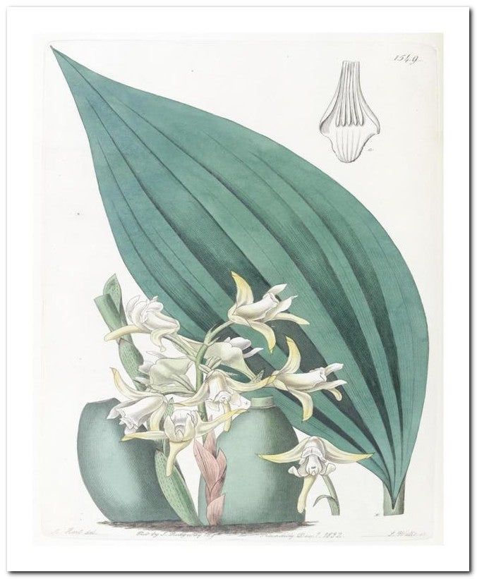 Edward's Botanical Register 8x10 Botanical Art Print 03062500576