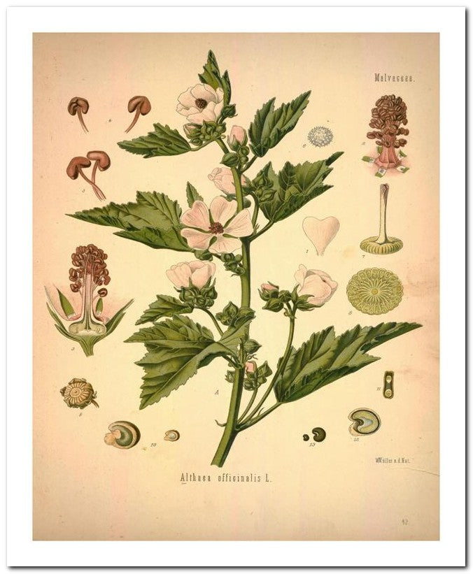 Kohler Medizinal Pflanzen 8x10 Botanical Art Print 03062500580