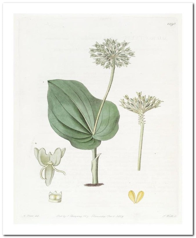 Kohler Medizinal Pflanzen 8x10 Botanical Art Print 03062500581
