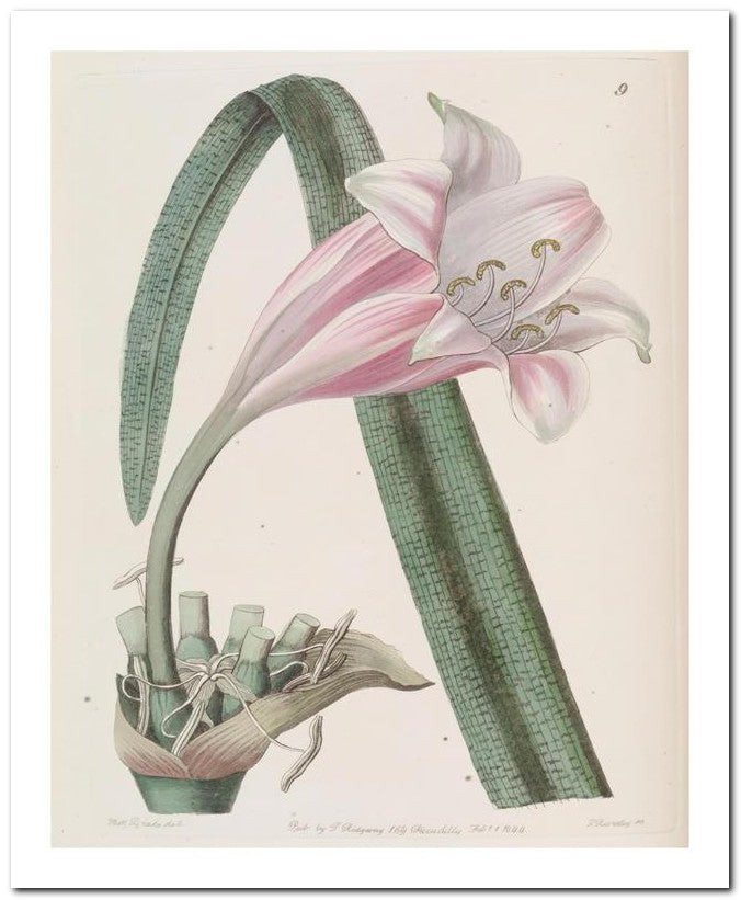 Edward's Botanical Register 8x10 Botanical Art Print 03062500583