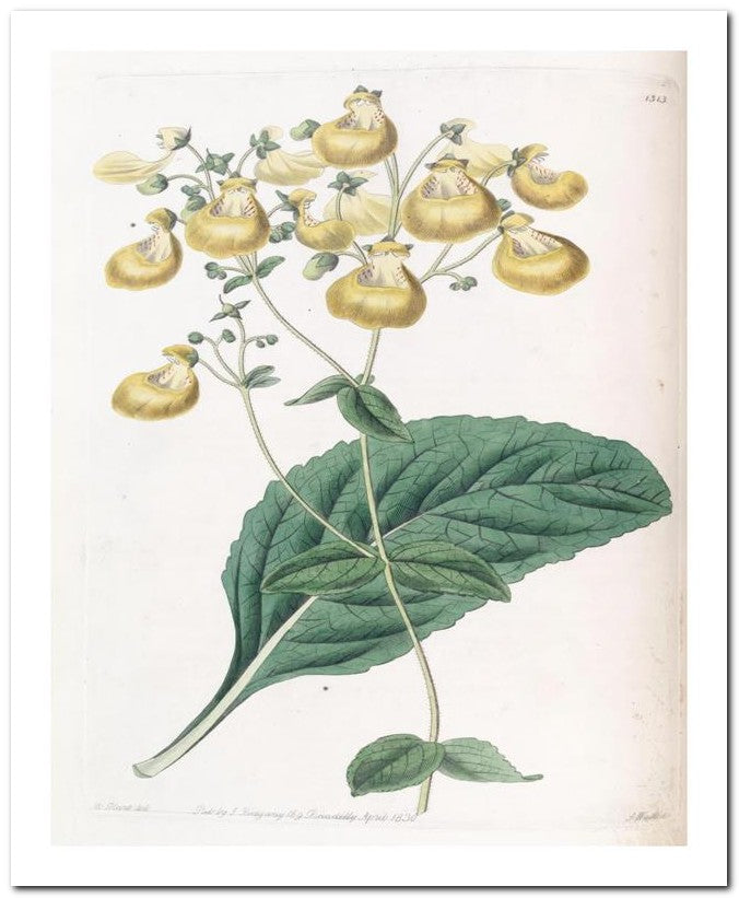 Edward's Botanical Register 8x10 Botanical Art Print 03062500605