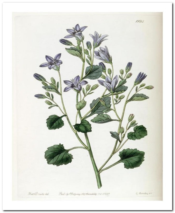 Edward's Botanical Register 8x10 Botanical Art Print 03062500618