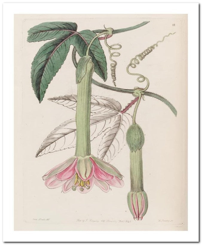 Edward's Botanical Register 8x10 Botanical Art Print 03062500624