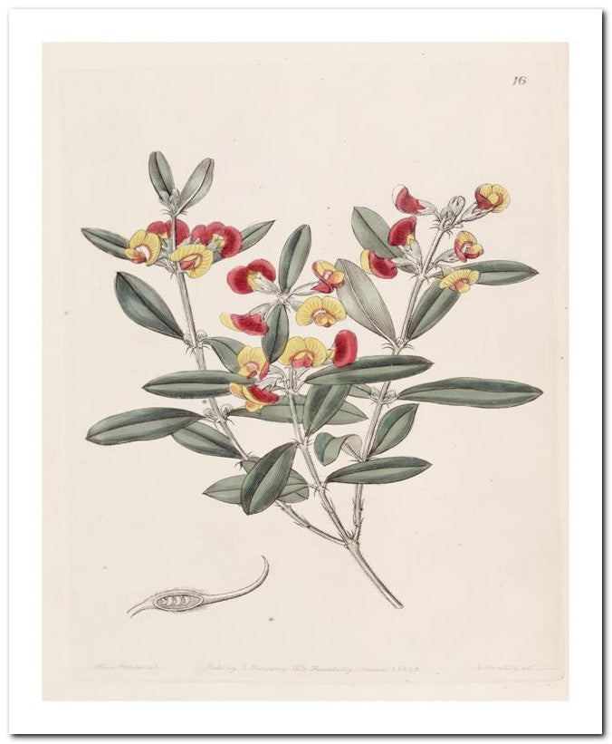 Edward's Botanical Register 8x10 Botanical Art Print 03062500626