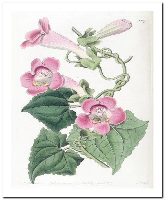 Edward's Botanical Register 8x10 Botanical Art Print 03062500634