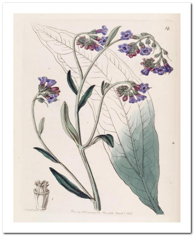 Edward's Botanical Register 8x10 Botanical Art Print 03062500641