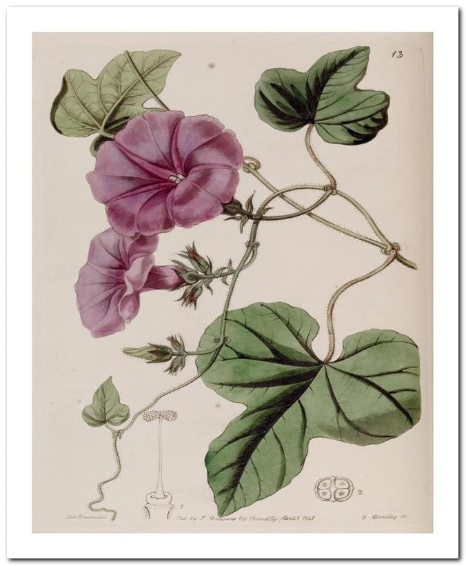 Edward's Botanical Register 8x10 Botanical Art Print 03062500642