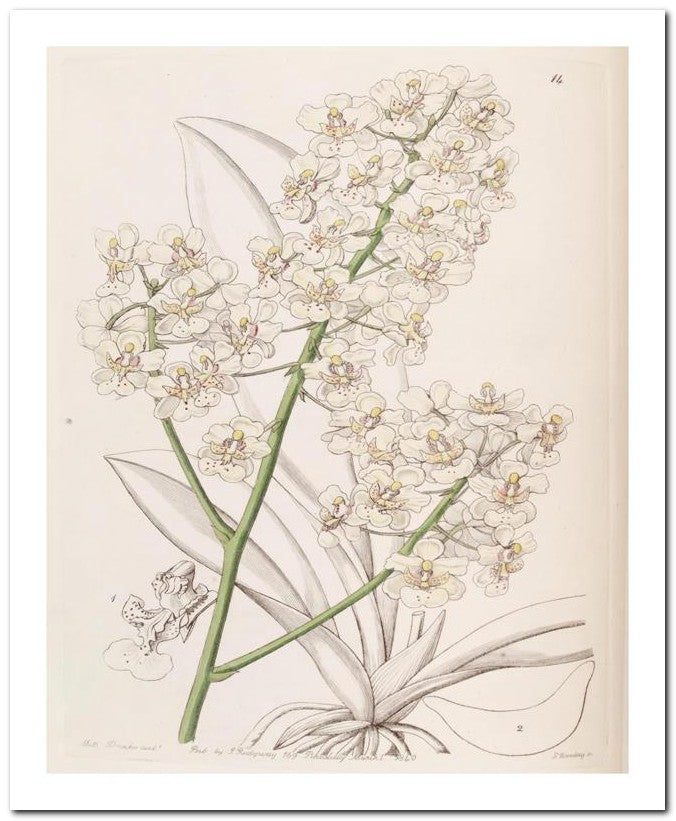Edward's Botanical Register 8x10 Botanical Art Print 03062500643