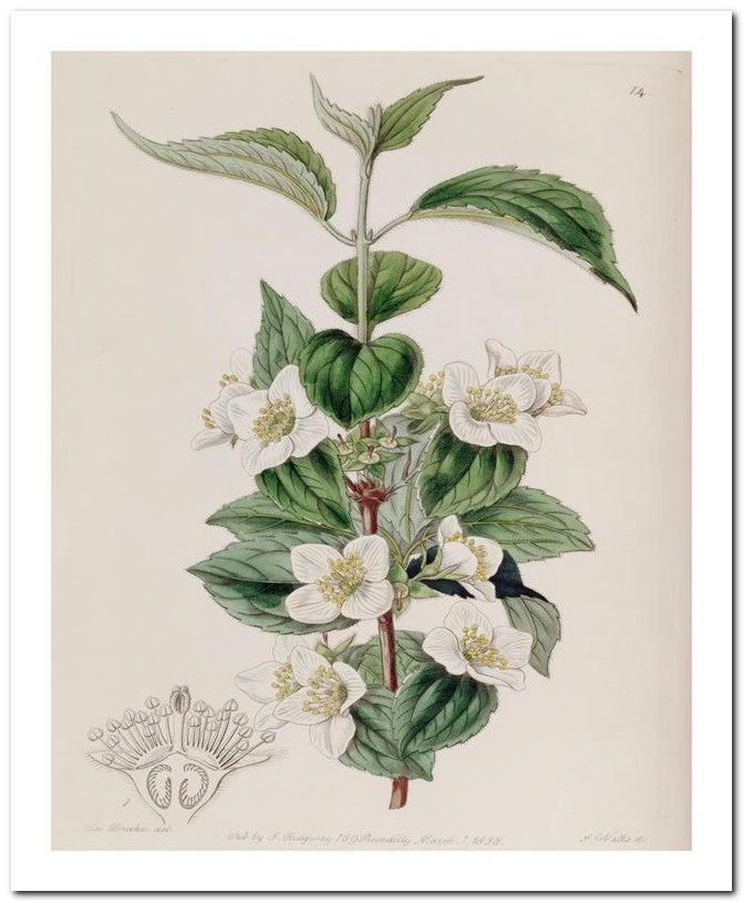 Edward's Botanical Register 8x10 Botanical Art Print 03062500645