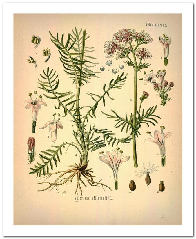 Kohler Medizinal Pflanzen 8x10 Botanical Art Print 03062500650