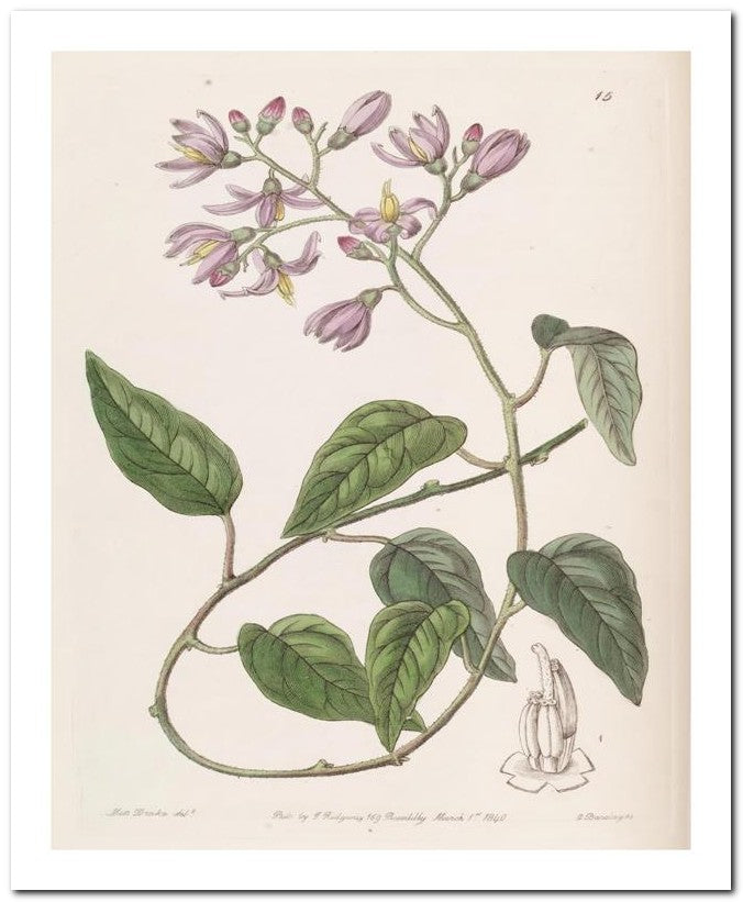 Edward's Botanical Register 8x10 Botanical Art Print 03062500657