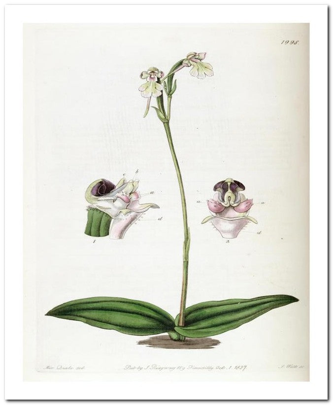 Edward's Botanical Register 8x10 Botanical Art Print 03062500660
