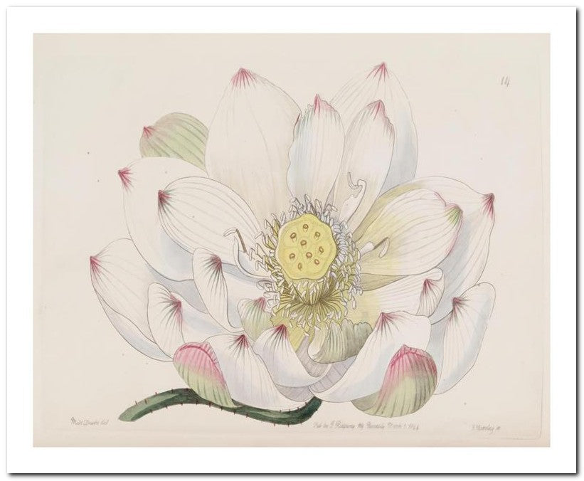 Edward's Botanical Register 8x10 Botanical Art Print 03062500667