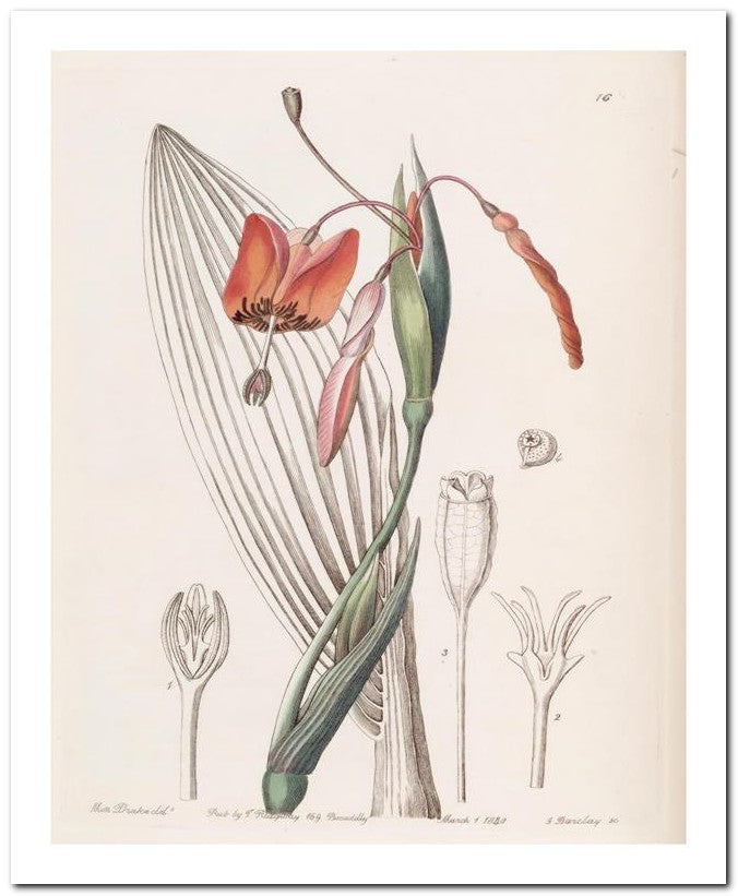 Edward's Botanical Register 8x10 Botanical Art Print 03062500670