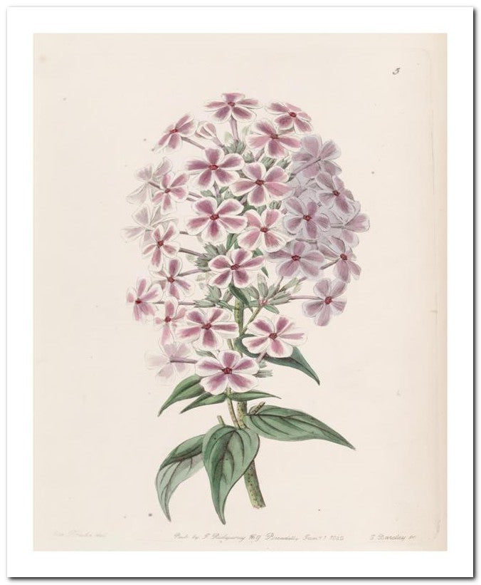 Edward's Botanical Register 8x10 Botanical Art Print 03062500684